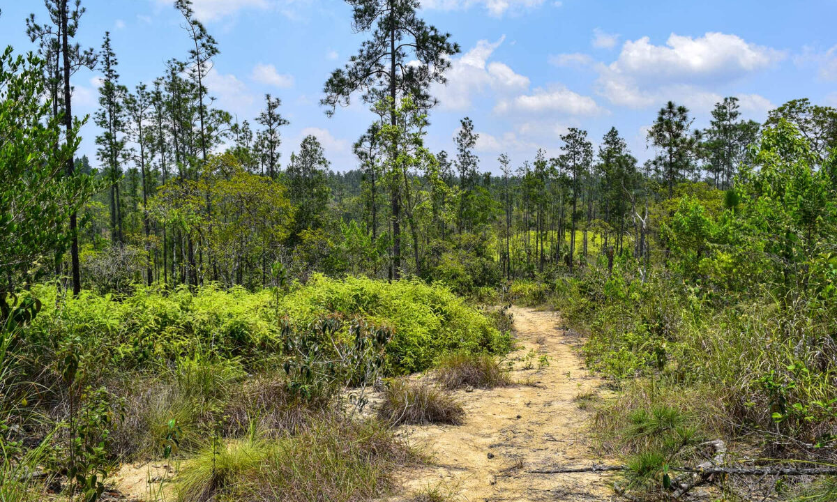 2020Acres20Privassion20Creek20Mountain20Pine20Ridge20028