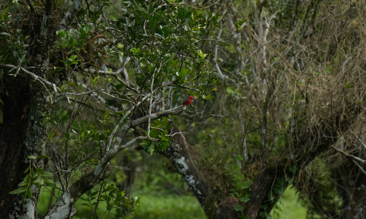 DSC02373-3