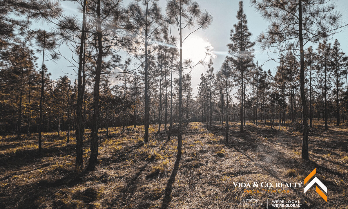 Mountain-Pine-Ridge-Land-For-Sale-10