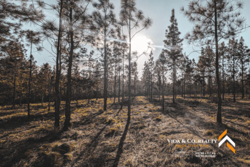 Mountain-Pine-Ridge-Land-For-Sale-10