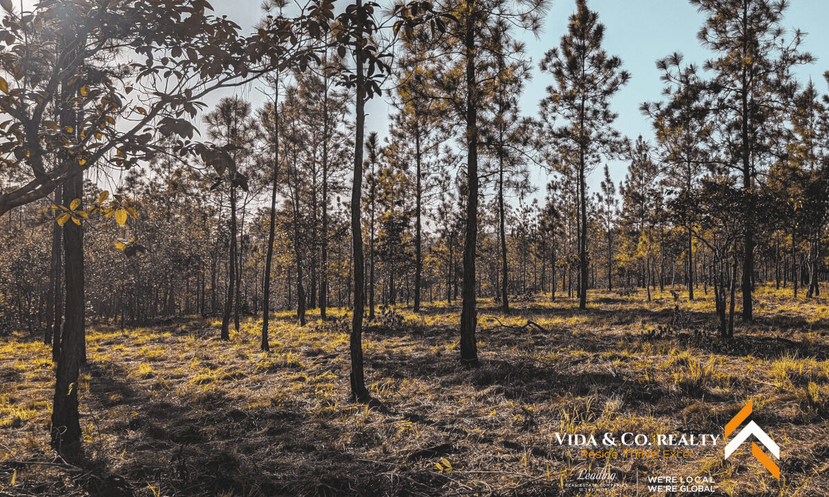 Mountain-Pine-Ridge-Land-For-Sale-11