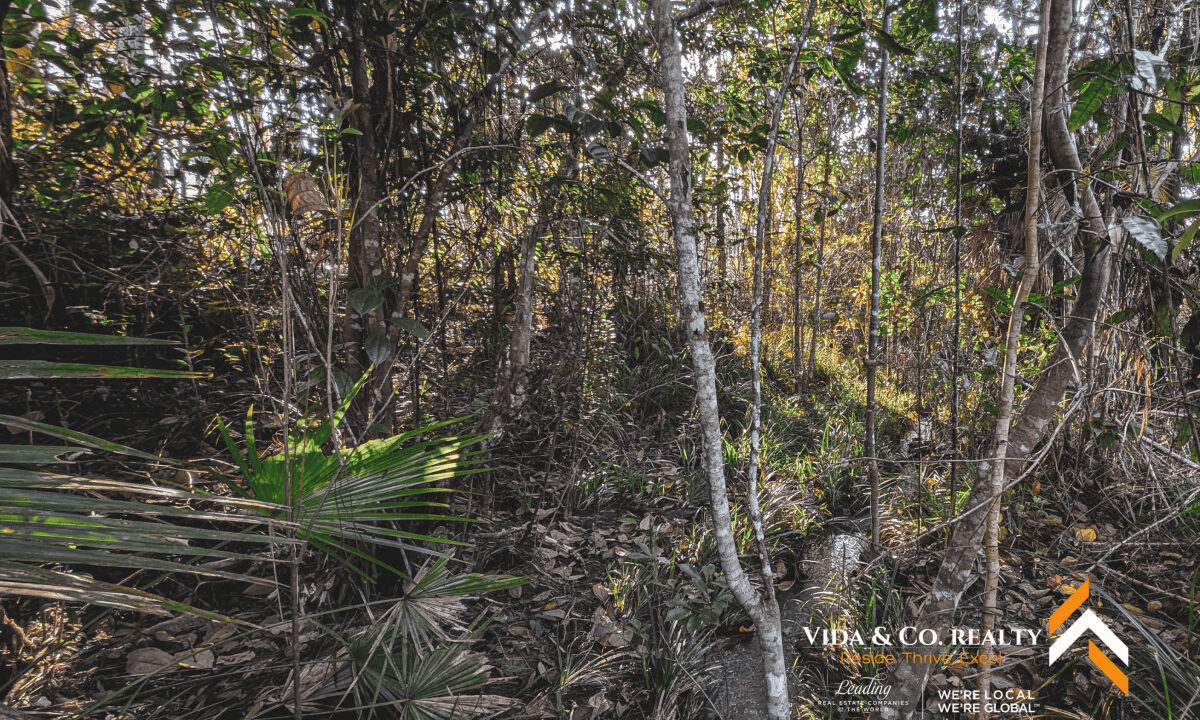 Mountain-Pine-Ridge-Land-For-Sale-12
