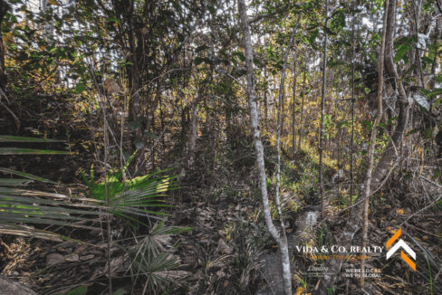 Mountain-Pine-Ridge-Land-For-Sale-12