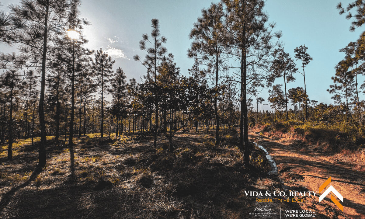 Mountain-Pine-Ridge-Land-For-Sale-9