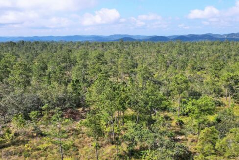 mountainpineridgelandforsalebelize2web-1110x623