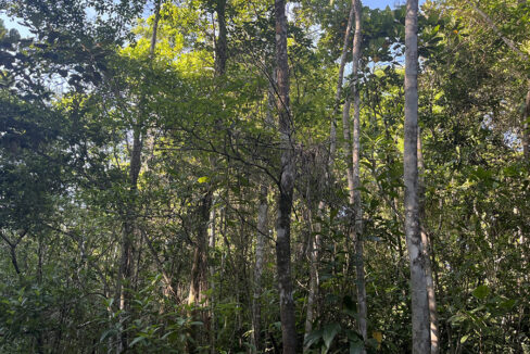 10-jungle-lot-on-coastal-road
