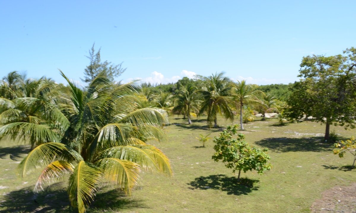 1022_12yardwithtrees