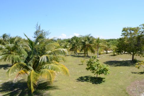 1022_12yardwithtrees