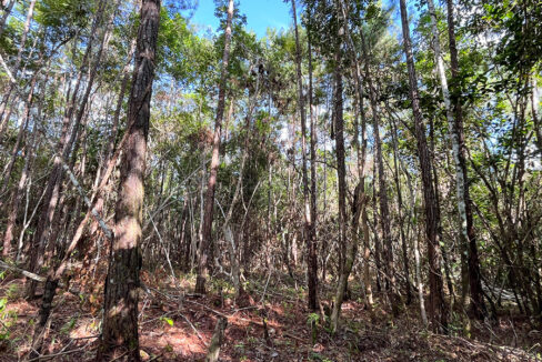 11-jungle-lot-on-coastal-road
