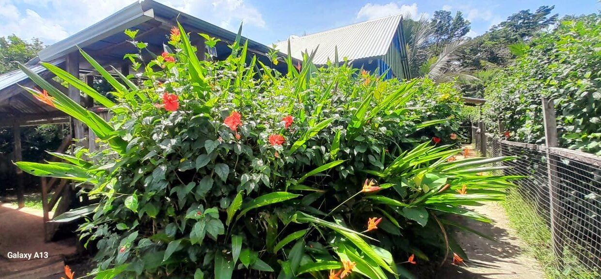1150_1820bush