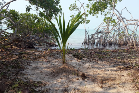1400_5coconutwithsea