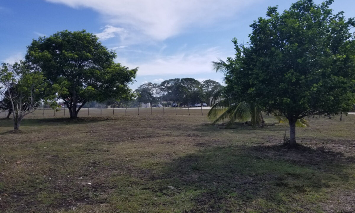 2410_4FruitTrees