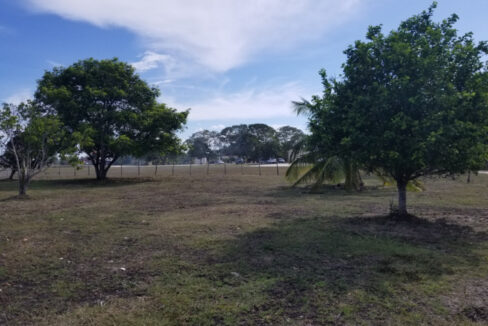 2410_4FruitTrees