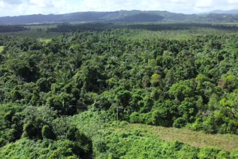 4-131-acres-of-jungle-for-sale-belize
