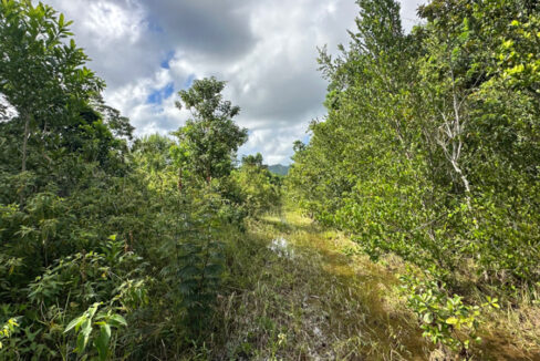 4-97-acres-of-jungle-for-sale