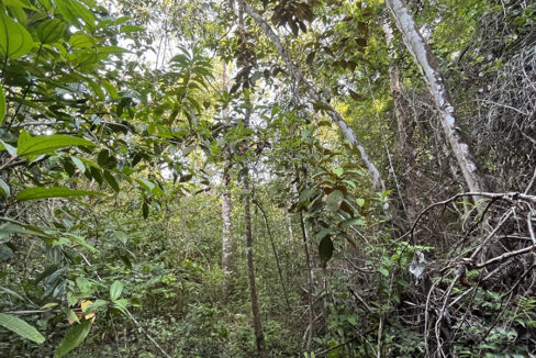 6-jungle-lot-on-coastal-road
