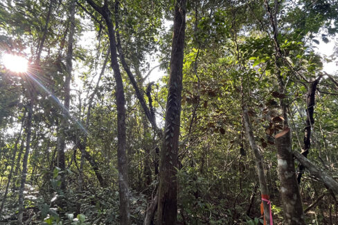 7-jungle-lot-on-coastal-road