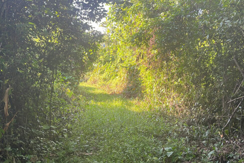 8-jungle-lot-on-coastal-road