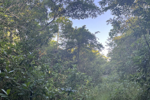 9-jungle-lot-on-coastal-road