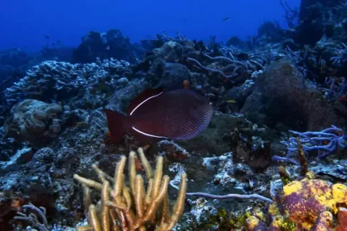 Black_Durgon_Dive_Shop_022_caye_caulker_belize