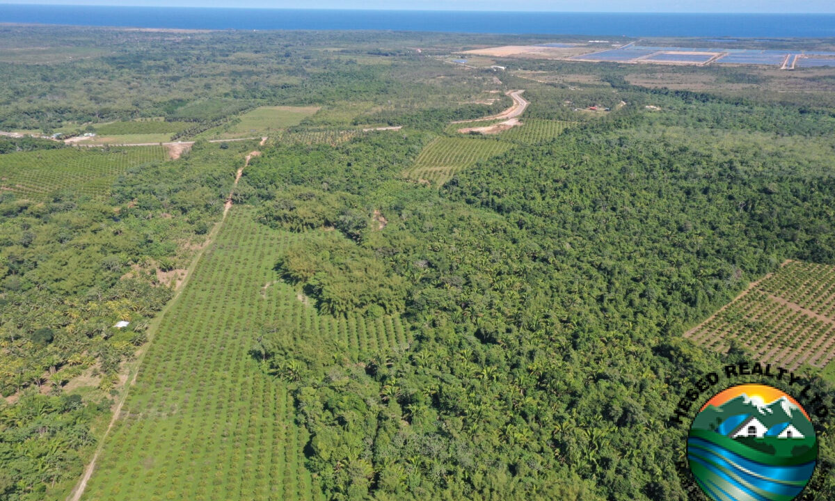 DJI_0262