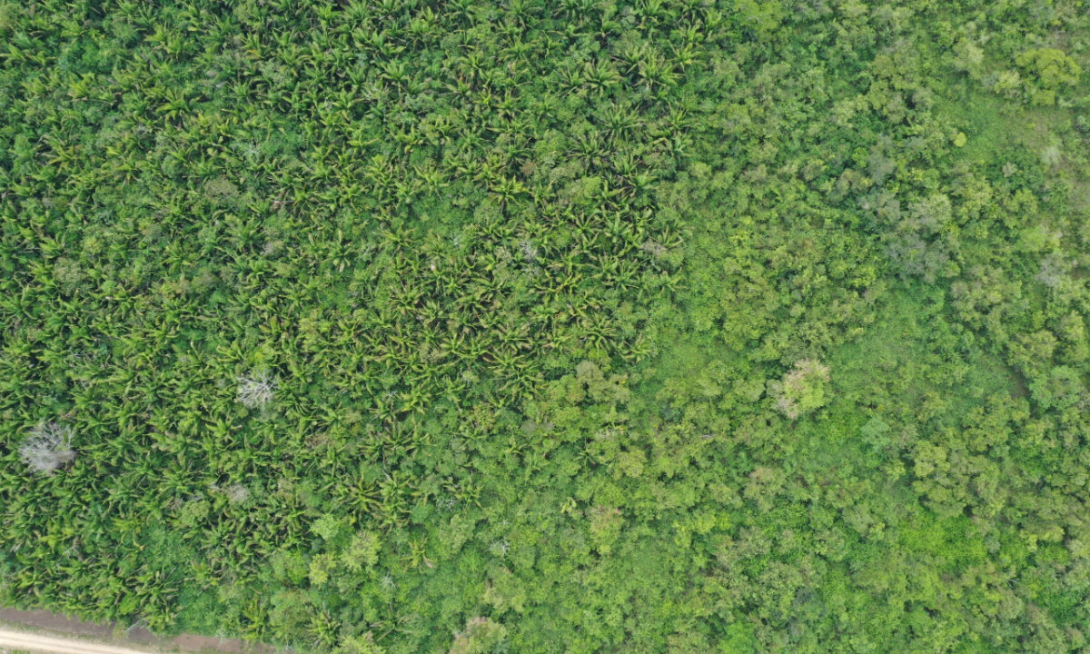 DJI_0497-scaled