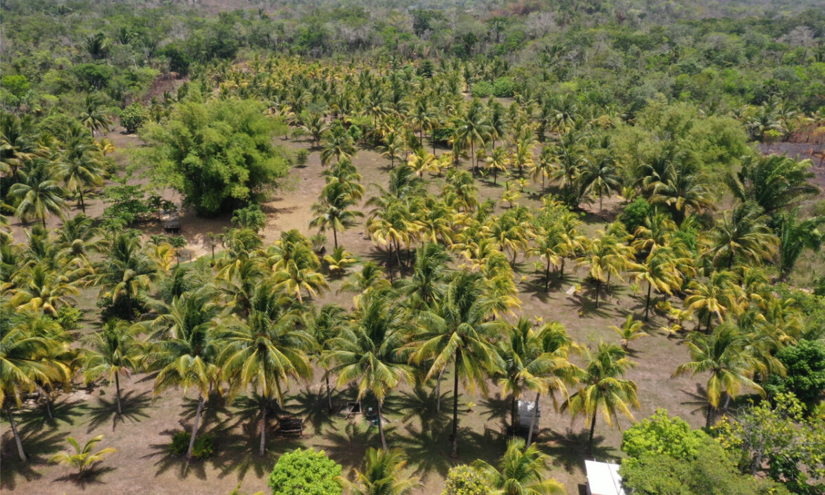 DJI_0640-scaled
