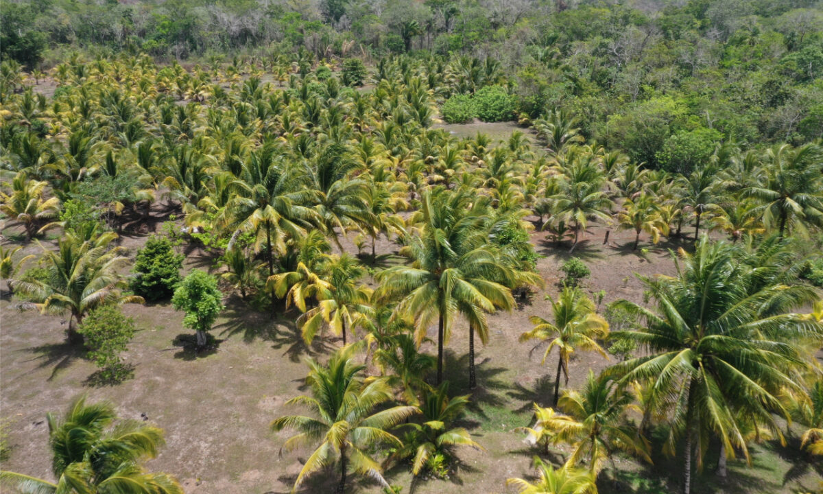 DJI_0641-scaled