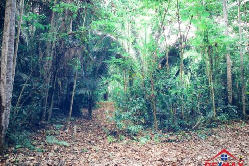 Lot_20115_20Belize_20(1)