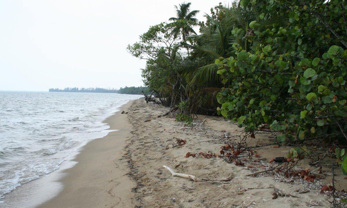 Monkey-River-020