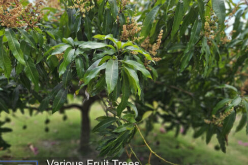 Various-Fruit-Trees-and-Flowering-Plants-copy-835x467