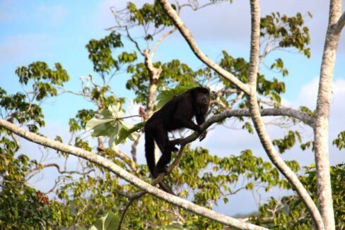 animals_20in_20belize