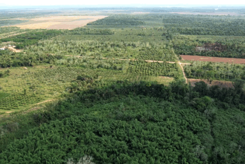 belizean-land-for-sale-jungle-and-farm