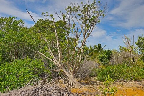commercial_lot_near_blu_zen_013_caye_caulker_belize-1