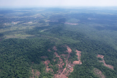 development-opportunity-jungle