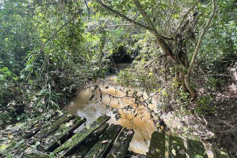 jungle-lot-with-creek