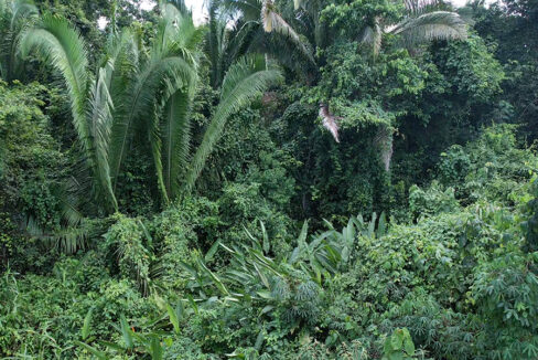 jungle-property-for-sale
