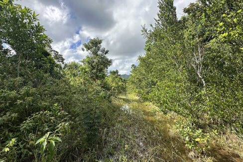 jungle-property-for-sale-belize