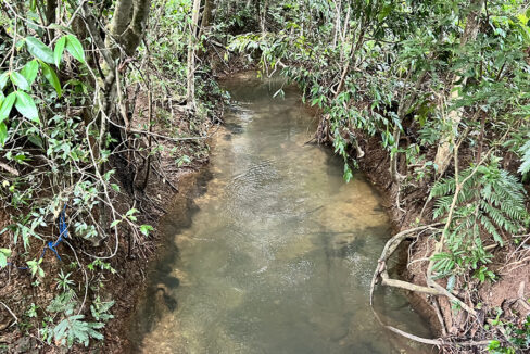 jungle-property-sale-belize