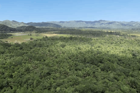 jungle-property-sky