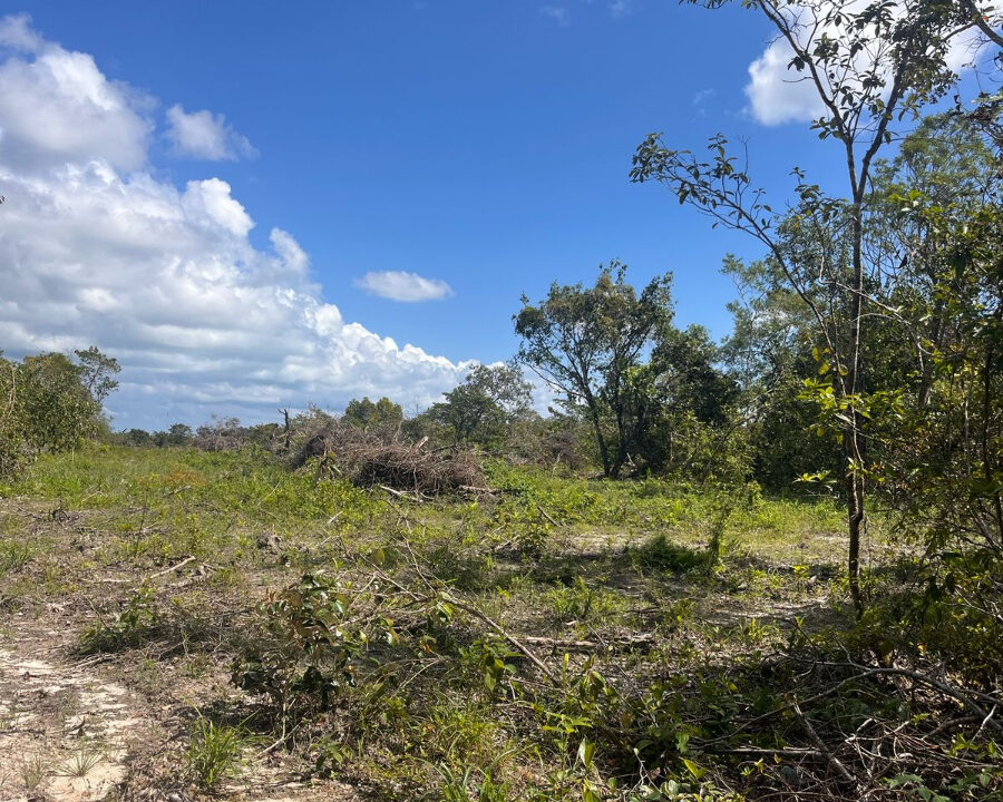 mango-creek-2