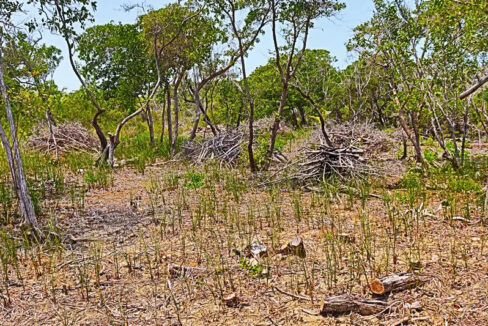 oversized_south_point_lot_008_caye_caulker_belize