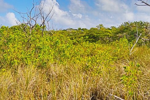 pristine_land_in_san_pedro_007_ambergris_caye_belize