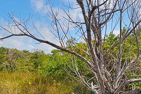 pristine_land_in_san_pedro_009_ambergris_caye_belize