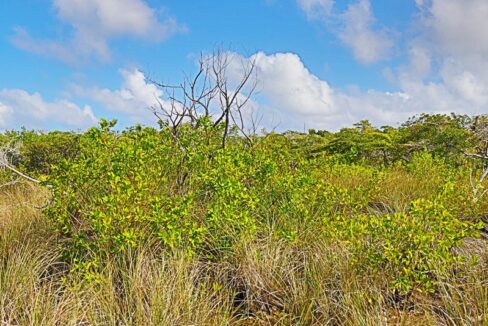 pristine_land_in_san_pedro_012_ambergris_caye_belize