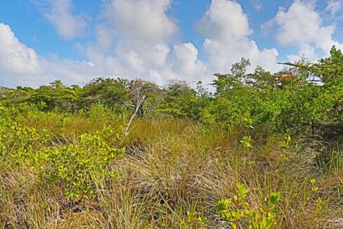 pristine_land_in_san_pedro_014_ambergris_caye_belize