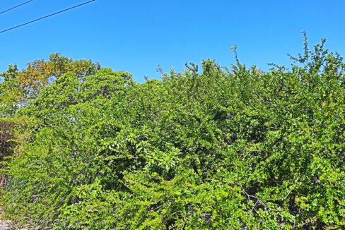 solid_residential_lot_1090_013_caye_caulker_belize