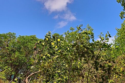 tropic_hideaway_lot_005_caye_caulker_belize