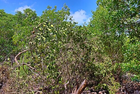 tropic_hideaway_lot_006_caye_caulker_belize