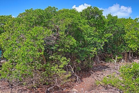 tropic_hideaway_lot_012_caye_caulker_belize